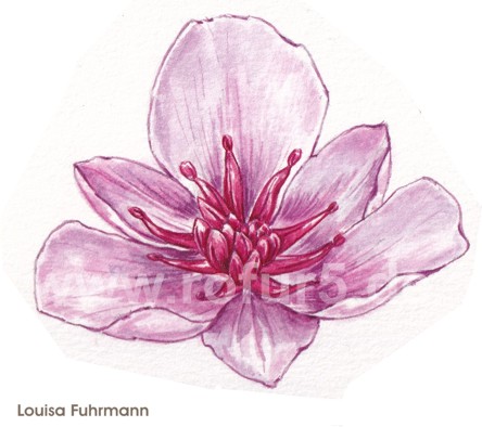 Louisa Fuhrmann: Bltenstudie